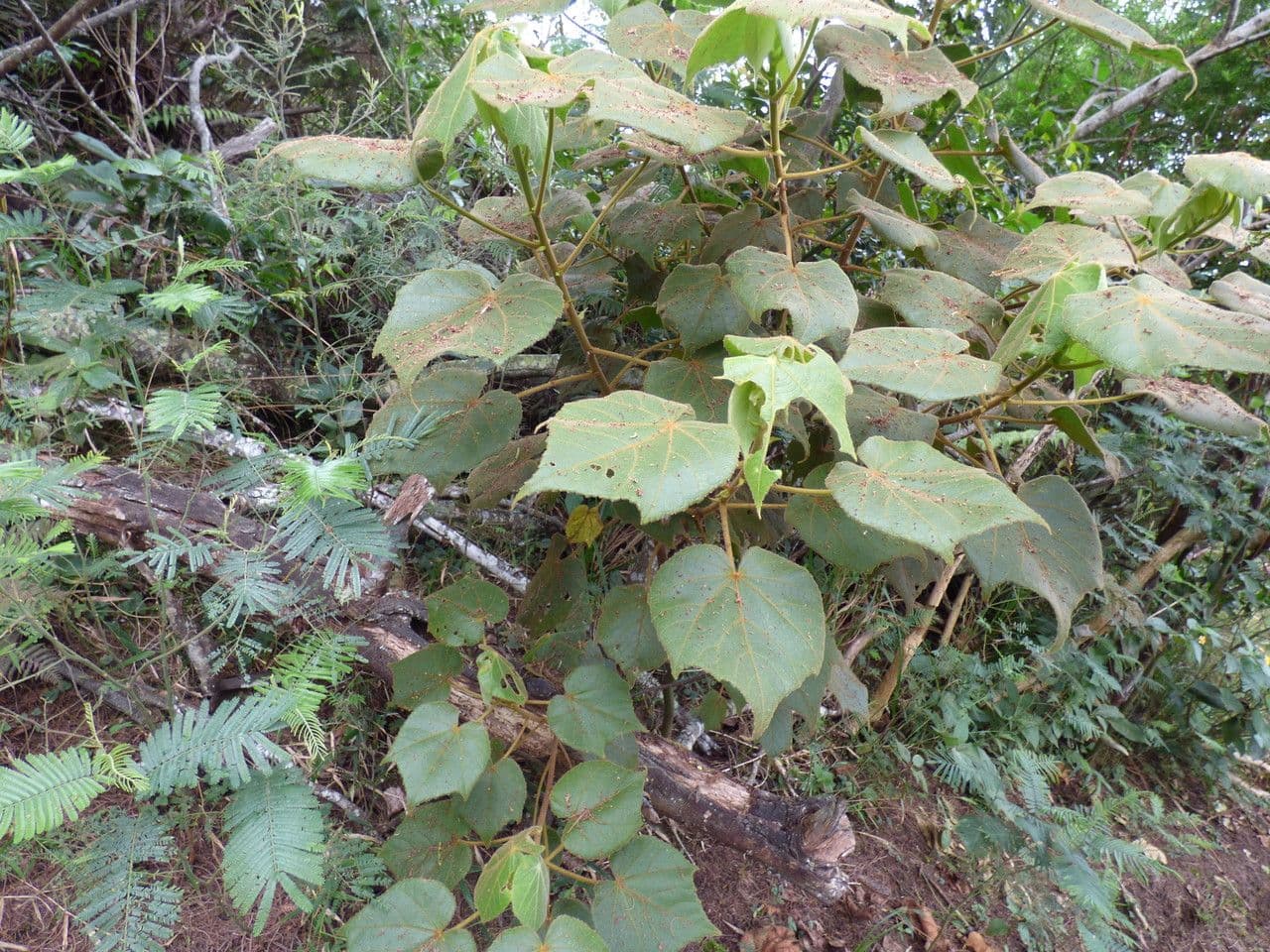 Dombeya 10