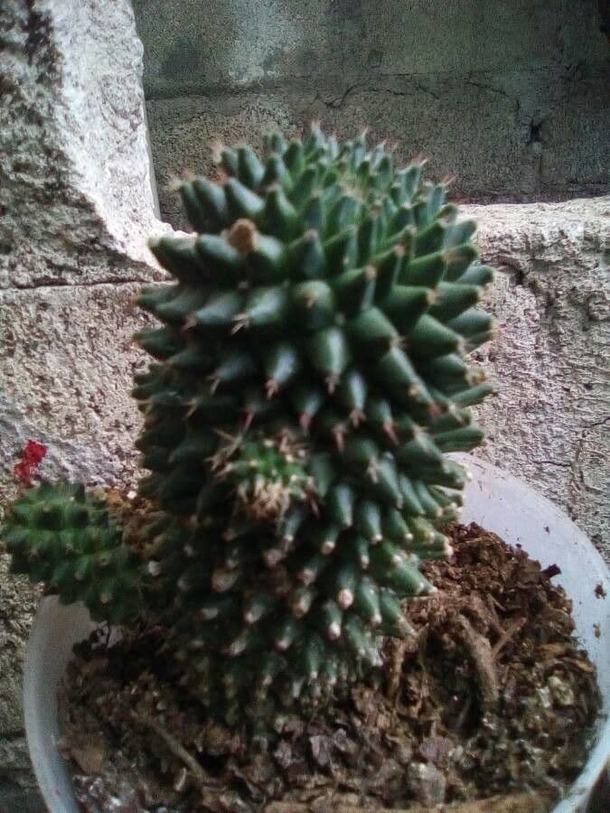 Mammillaria 13
