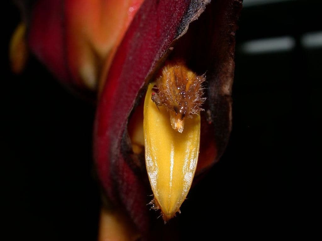 Helikonia brodata 3