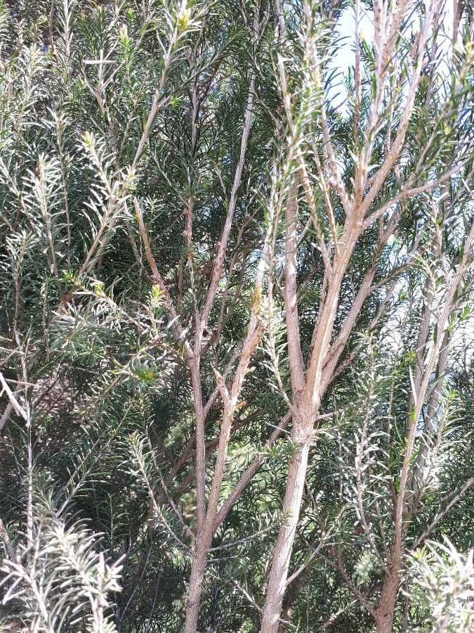 Melaleuca ericifolia 18