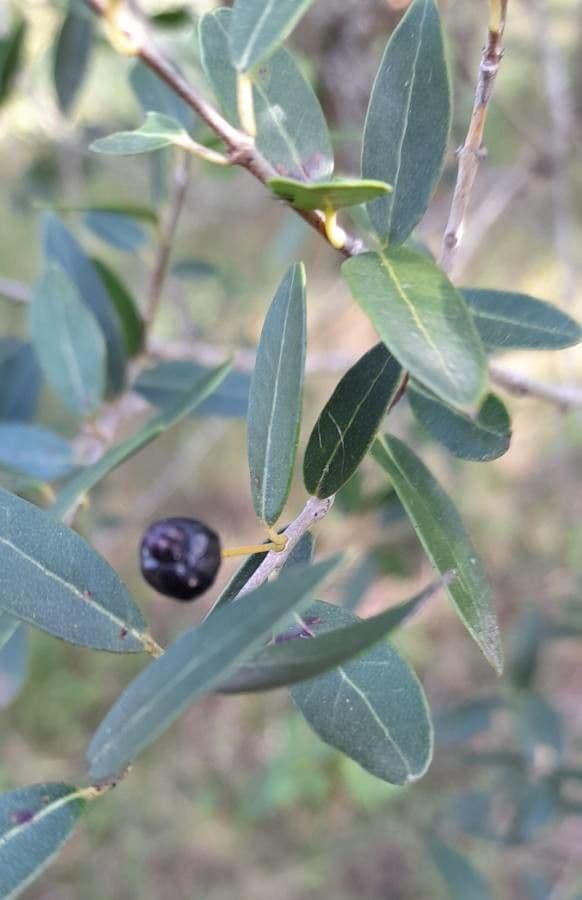 Myrcianthes 2