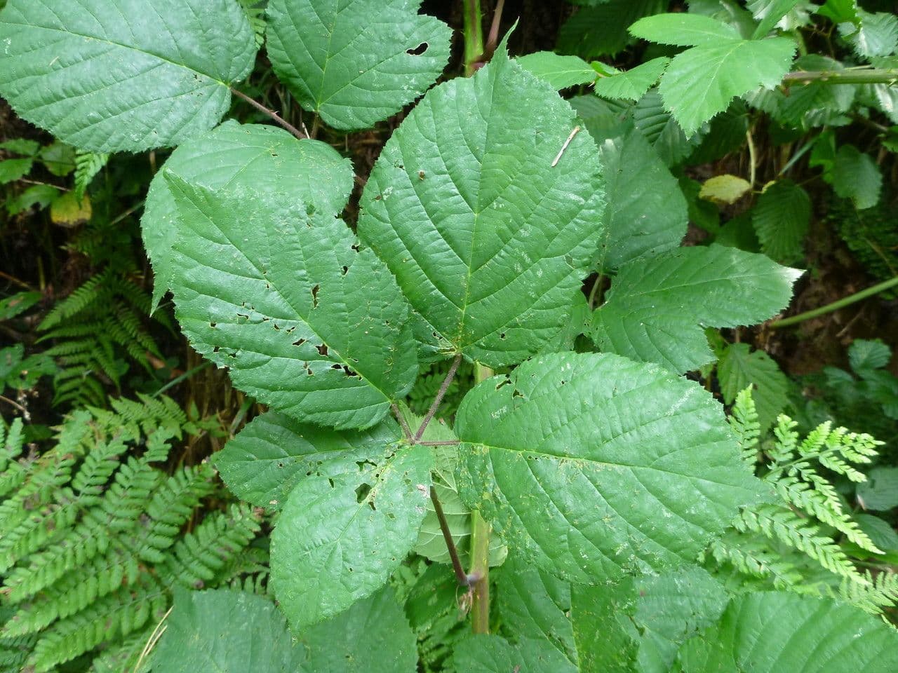 Mûron 7