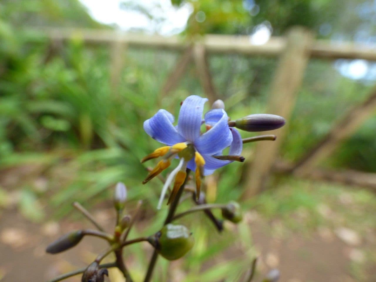 Dianella modrá 9