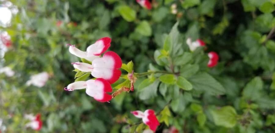 Salvia a foglie piccole 8