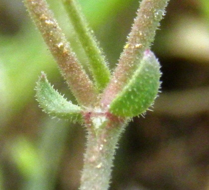 Rhodalsine 12