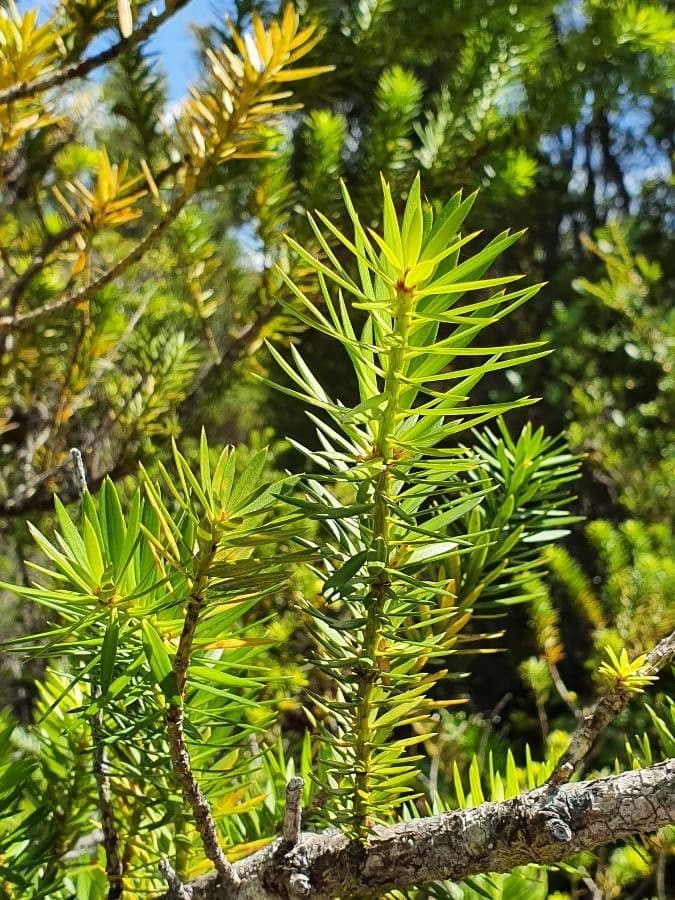 Podocarpus 10
