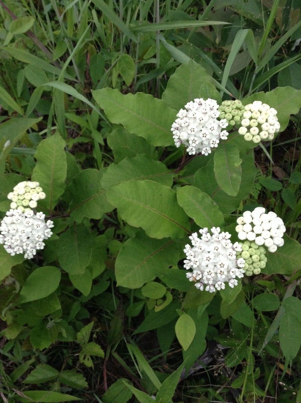 Asclepias variegata 12