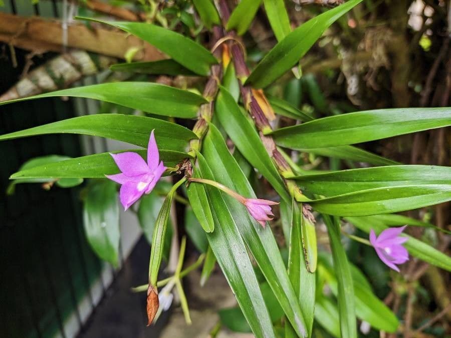 Dimerandra emarginata 7