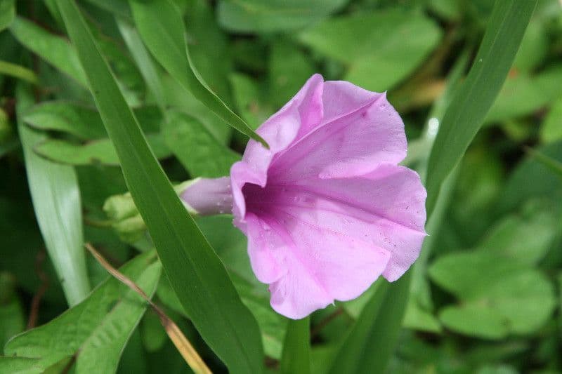 Ipomoea setifera 4