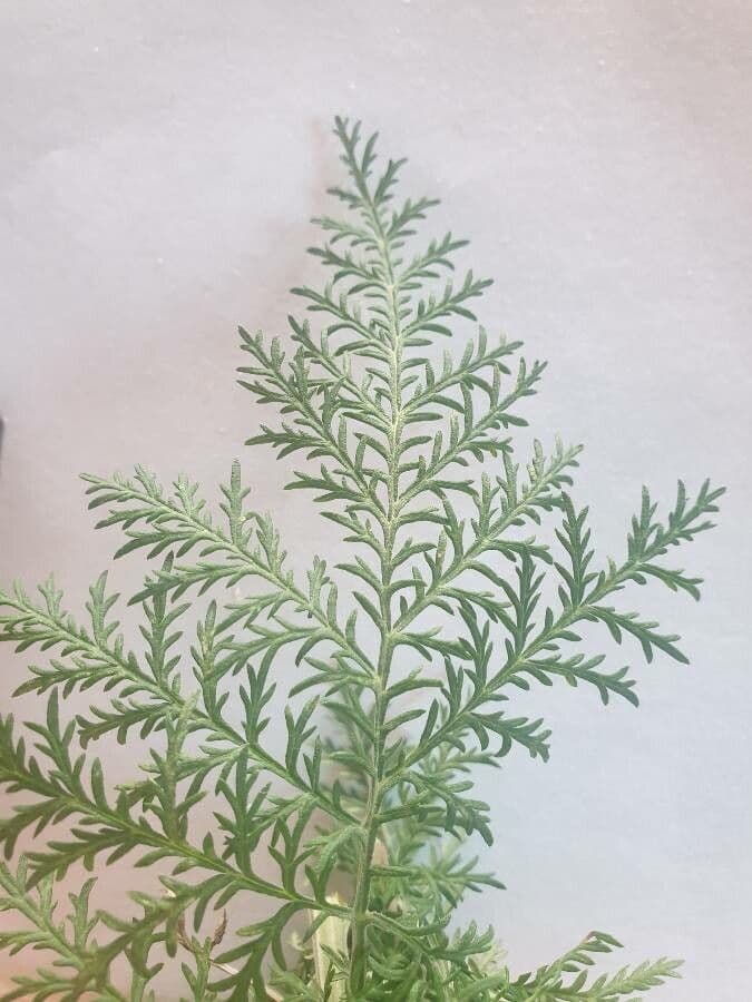 Artemisia afra 8