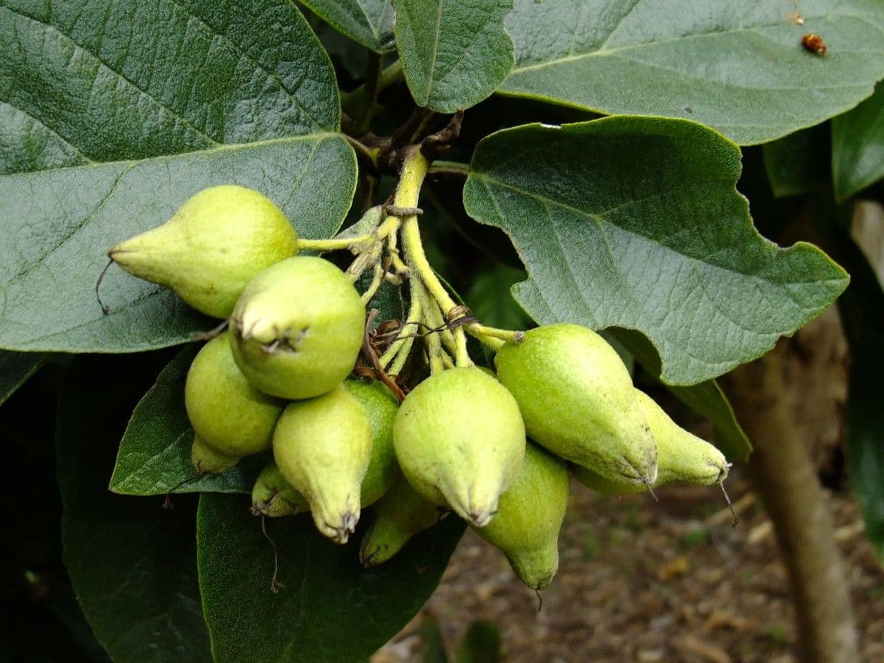 Prýštec ohnivý