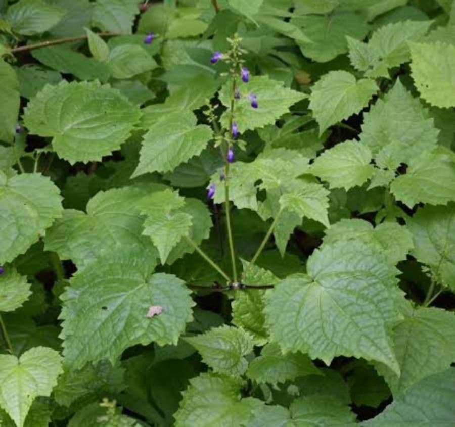 Salvia