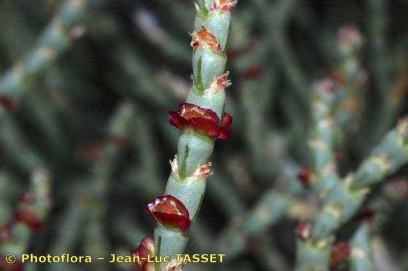 Anabasis articolata 24