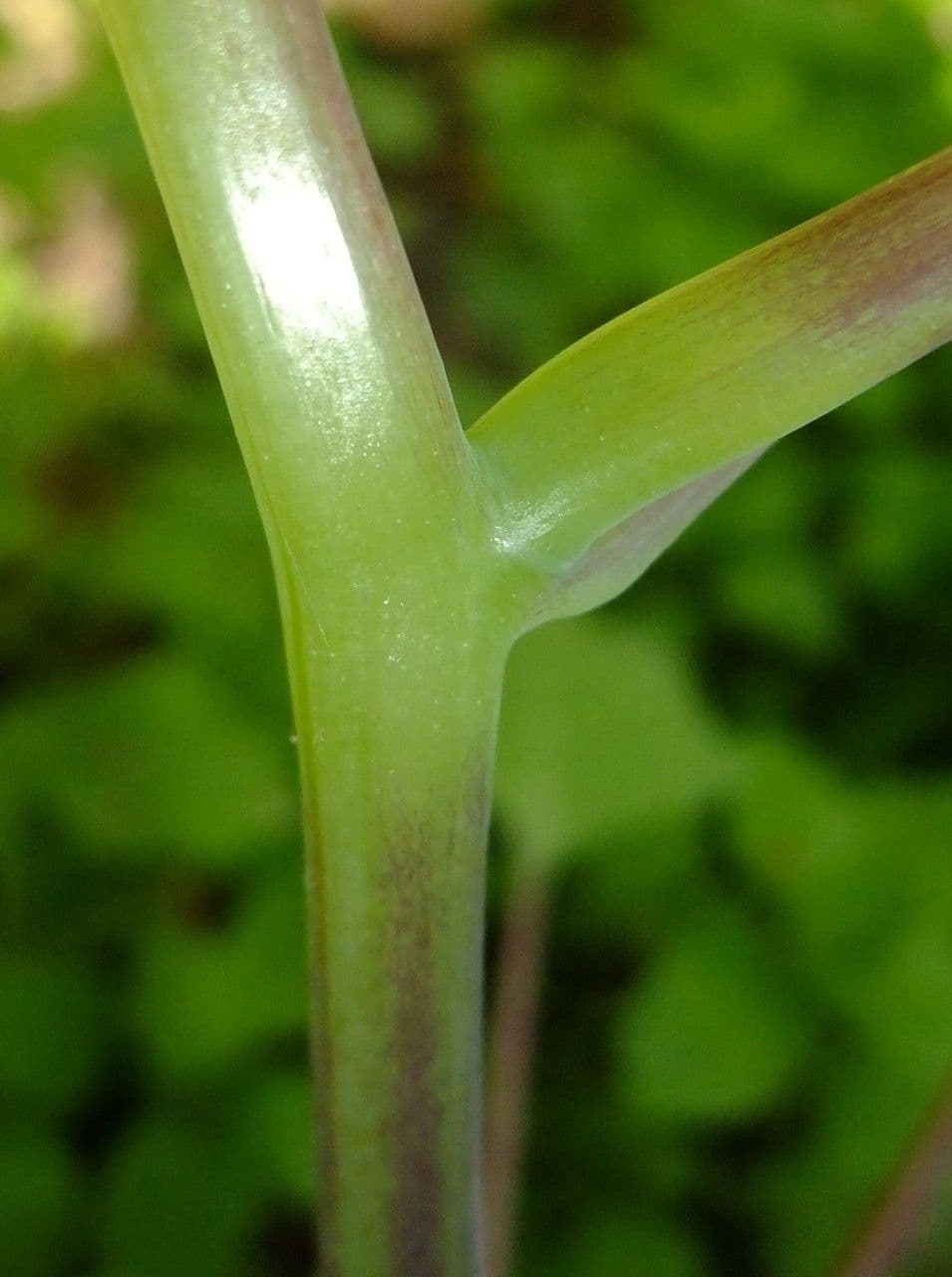 Erba impaziente 25
