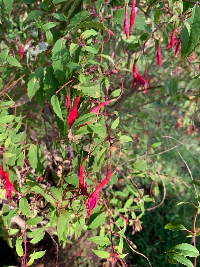 Baccharis