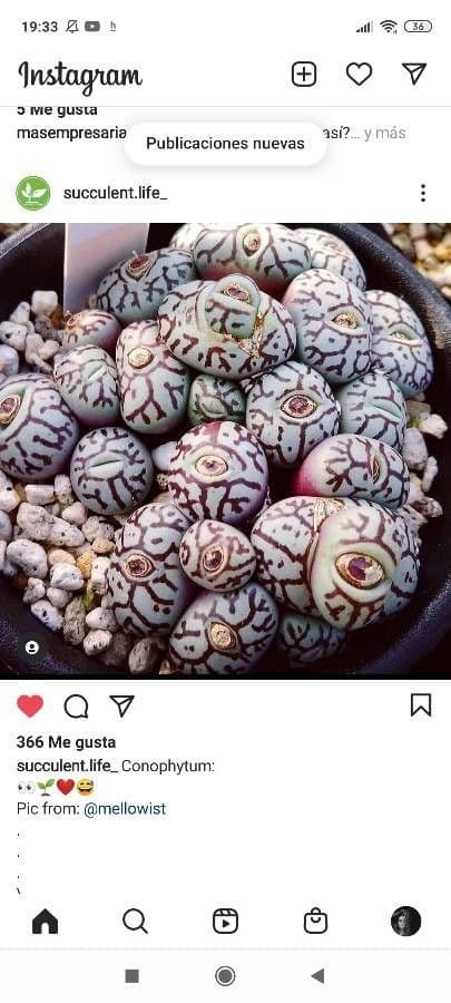 Lebende Steine 2