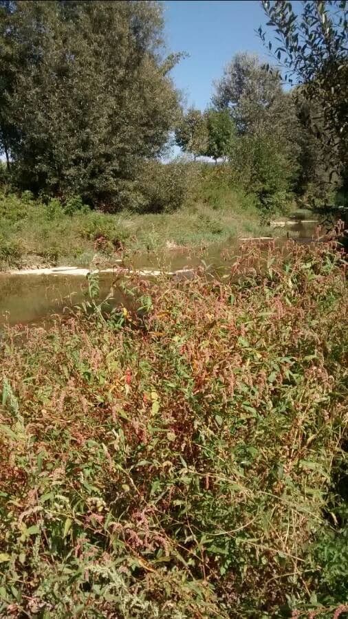 Poligono persicaria 14