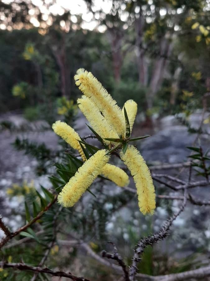 Acacia oxycedrus 2