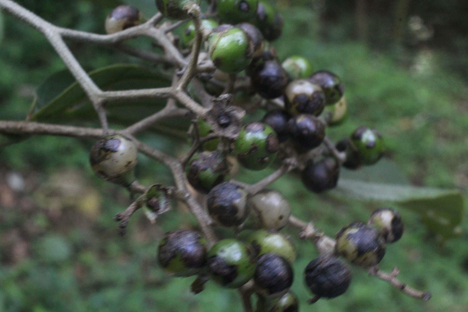 Cordia panamensis 3