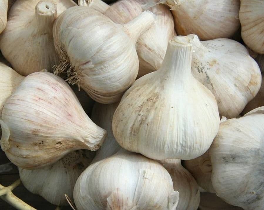 Aglio 3