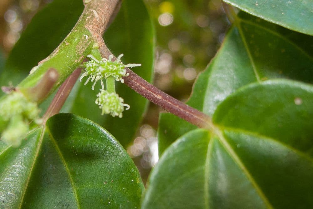 Nothocnide repanda