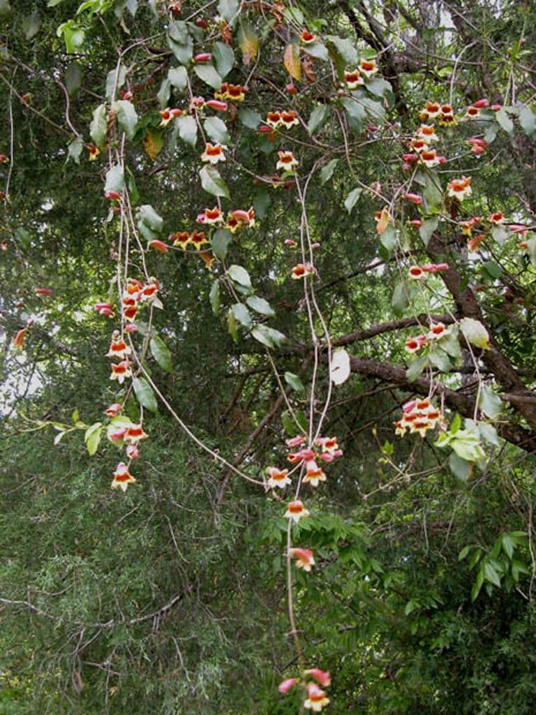 Bignonia 11