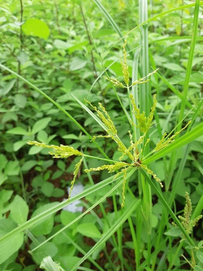 Šáchor jednovicatý 3