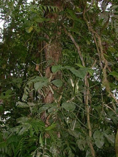 Philodendron 9