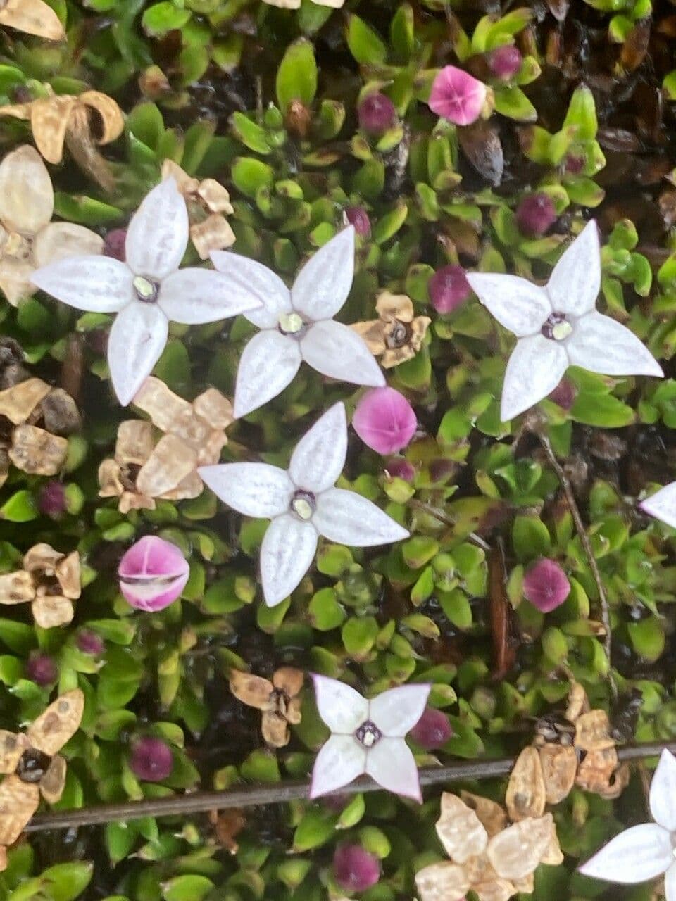 Arcytophyllum muticum 3