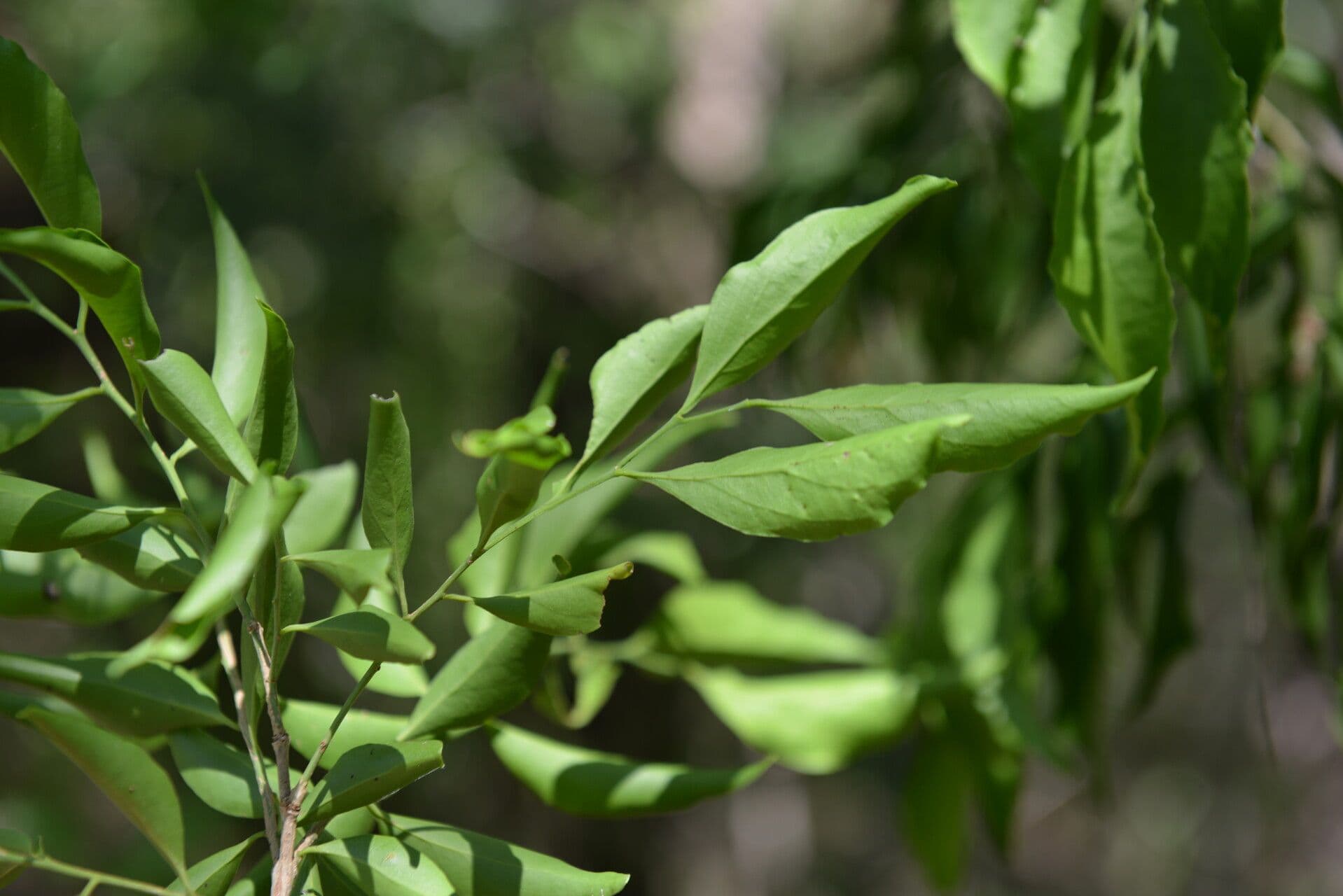 Schoepfia di Schreber 9
