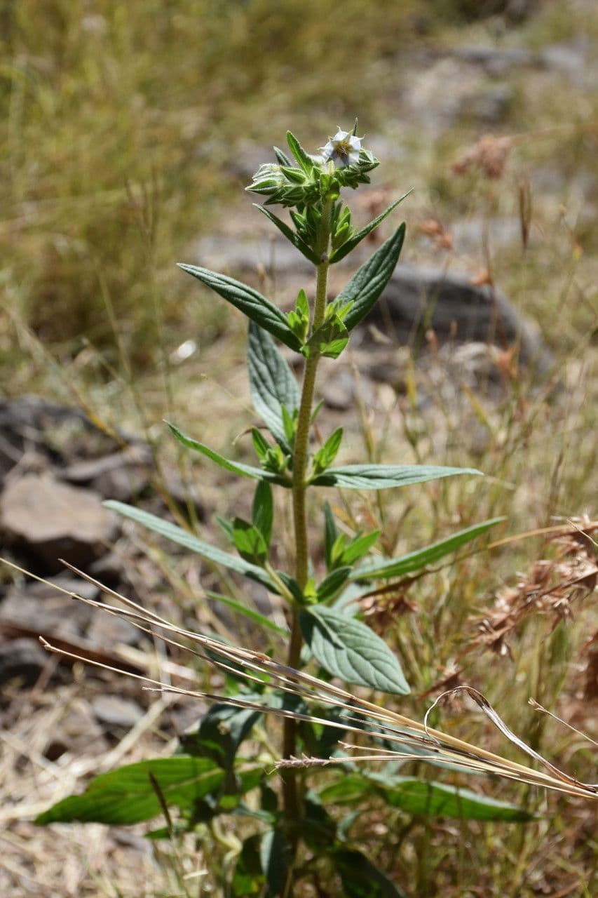 Trichodesma 7