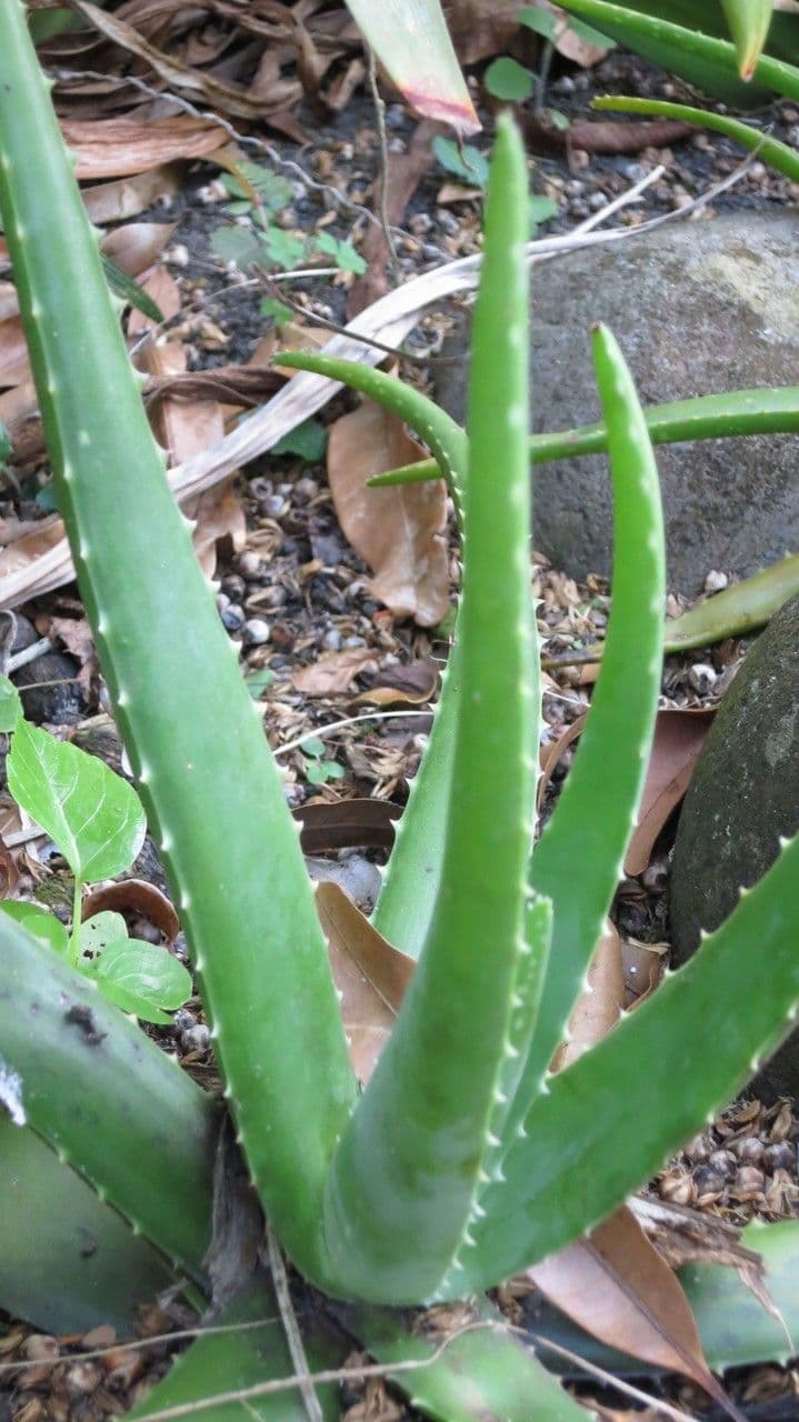 Aloe vera 13