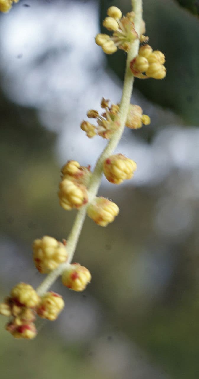 Sughera 6