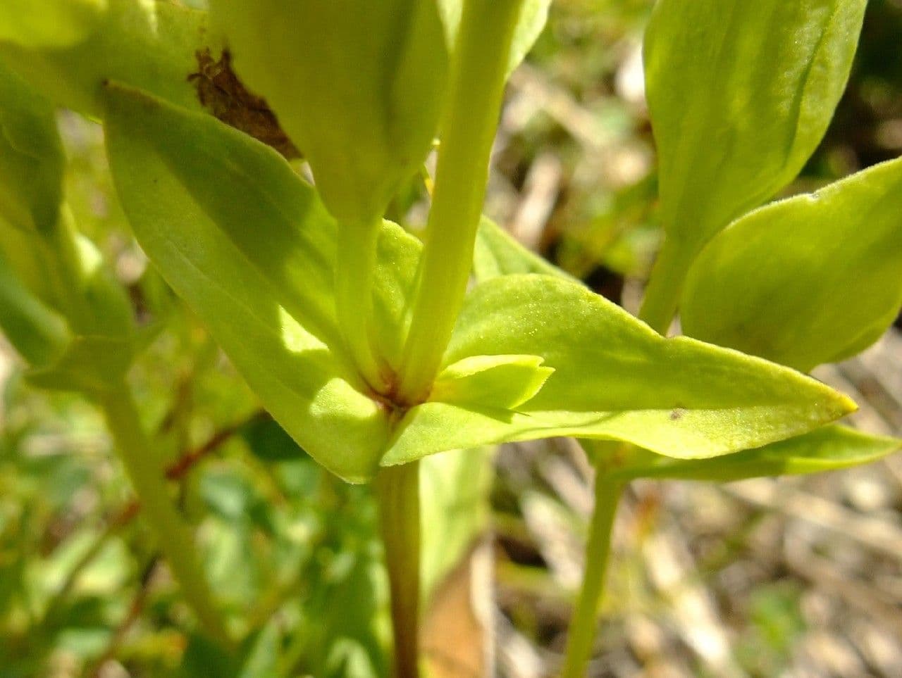 Genzianella ramosa 16