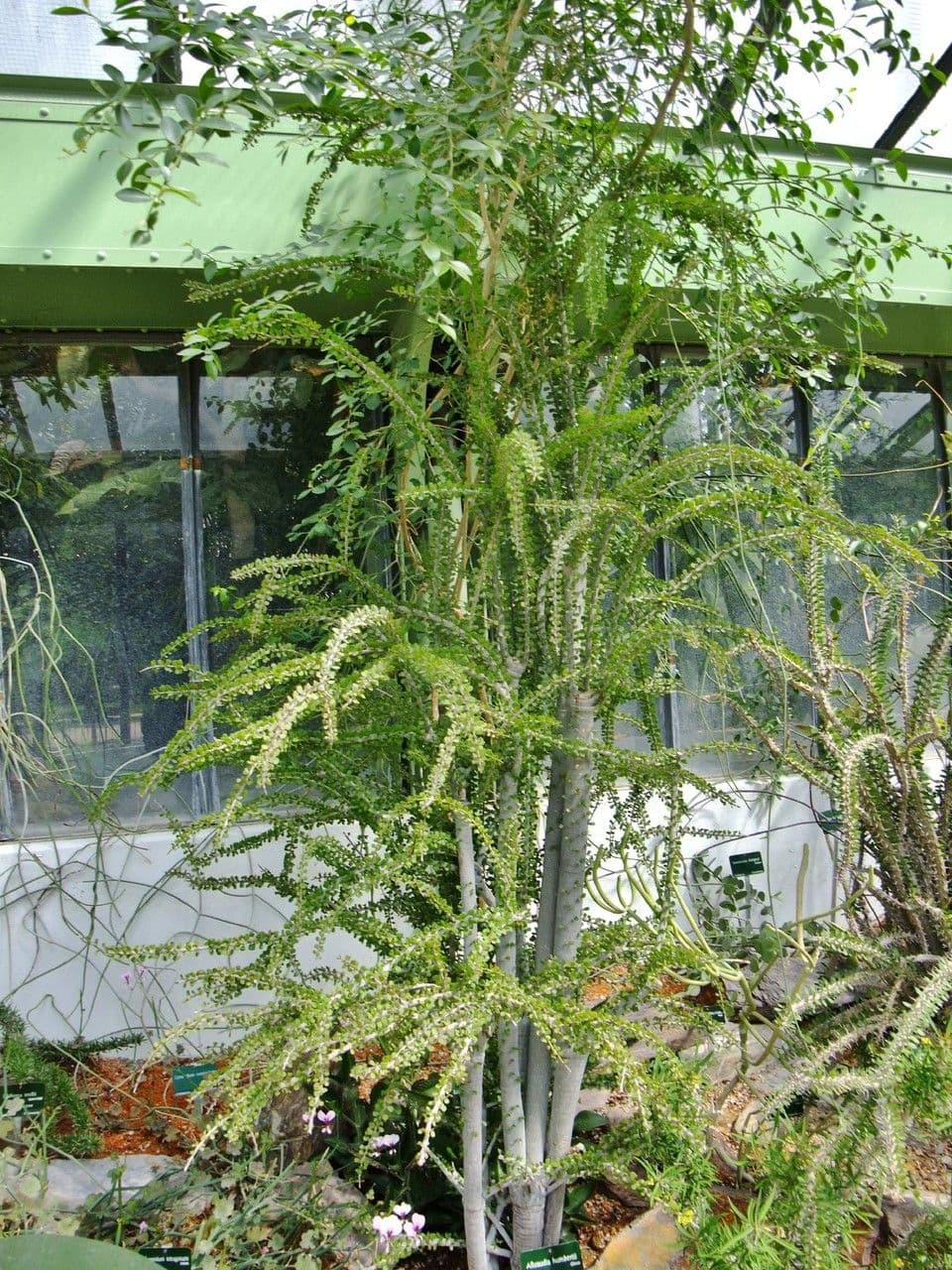 Alluaudia 5