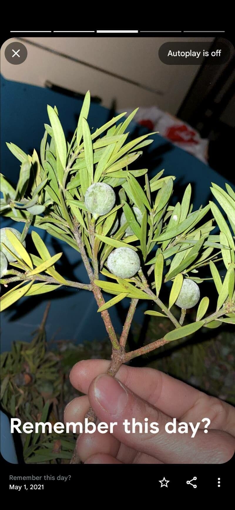 Afrocarpus falcatus