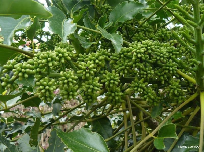 Polyscias 2