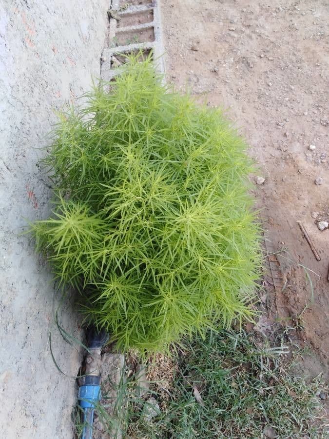 Scoparia