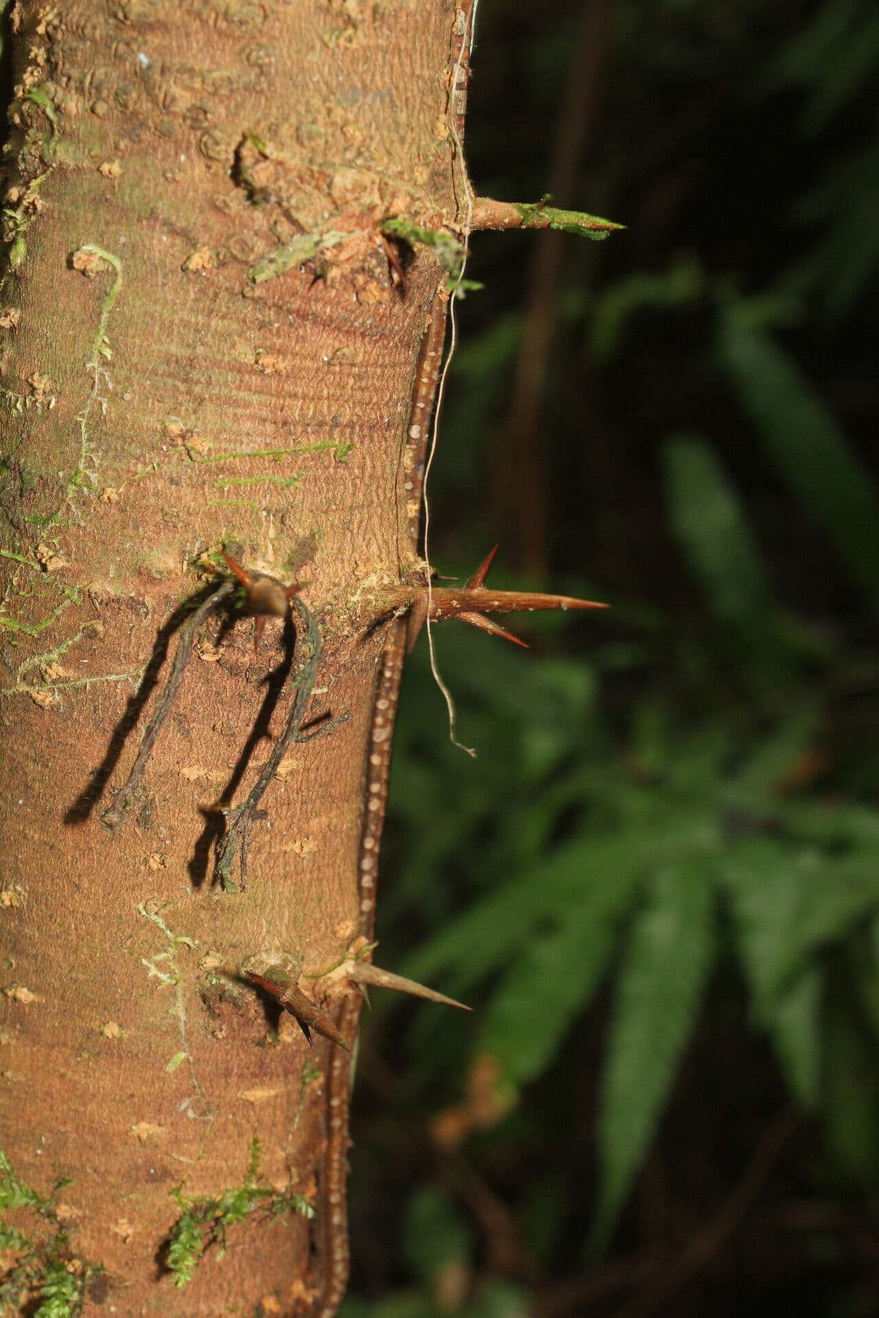 Xylosma 7