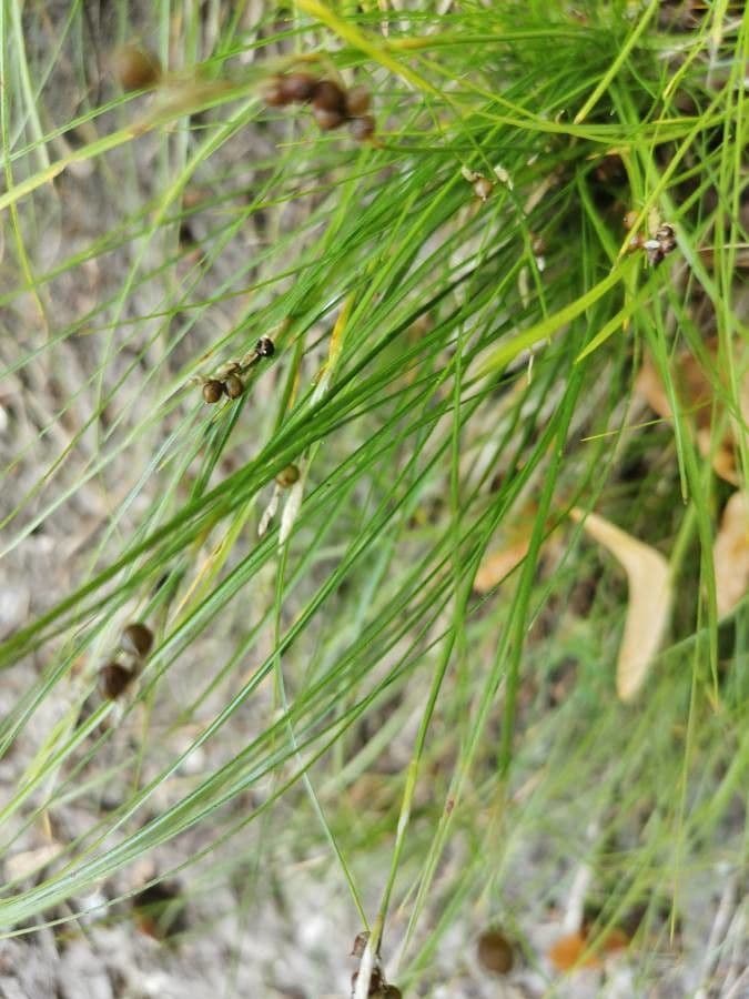 Festuca flavescens