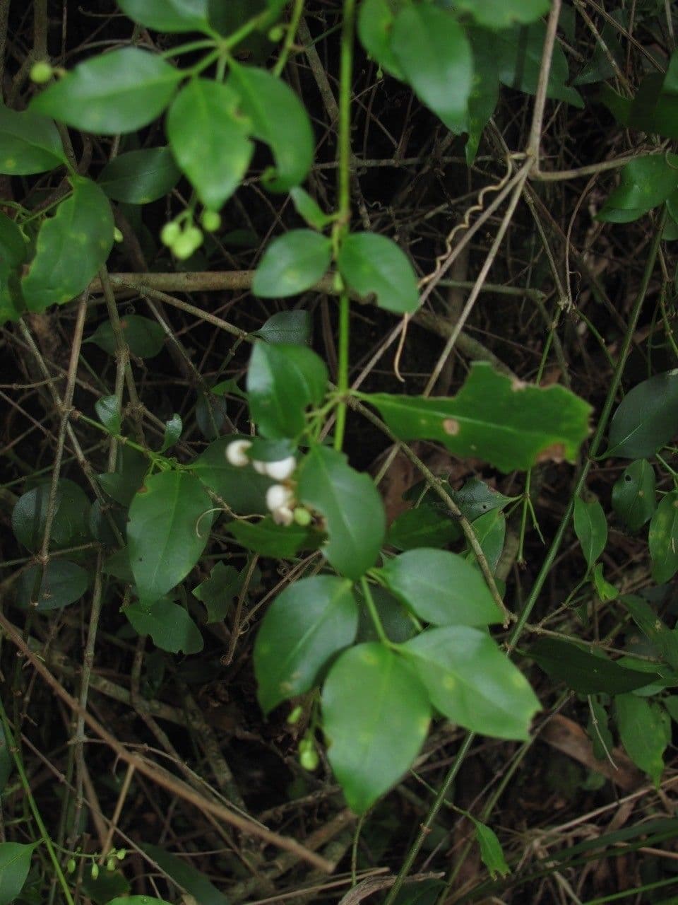 Chiococca alba 13