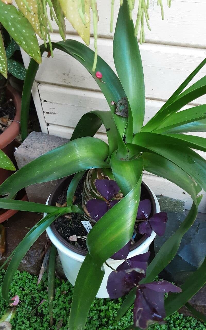 Albuca 6
