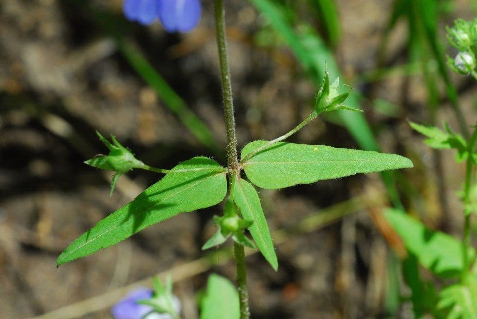 Collinsia primaverile 14