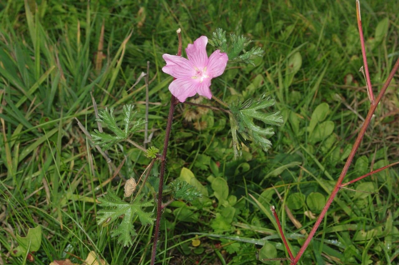 Malva moscata 28