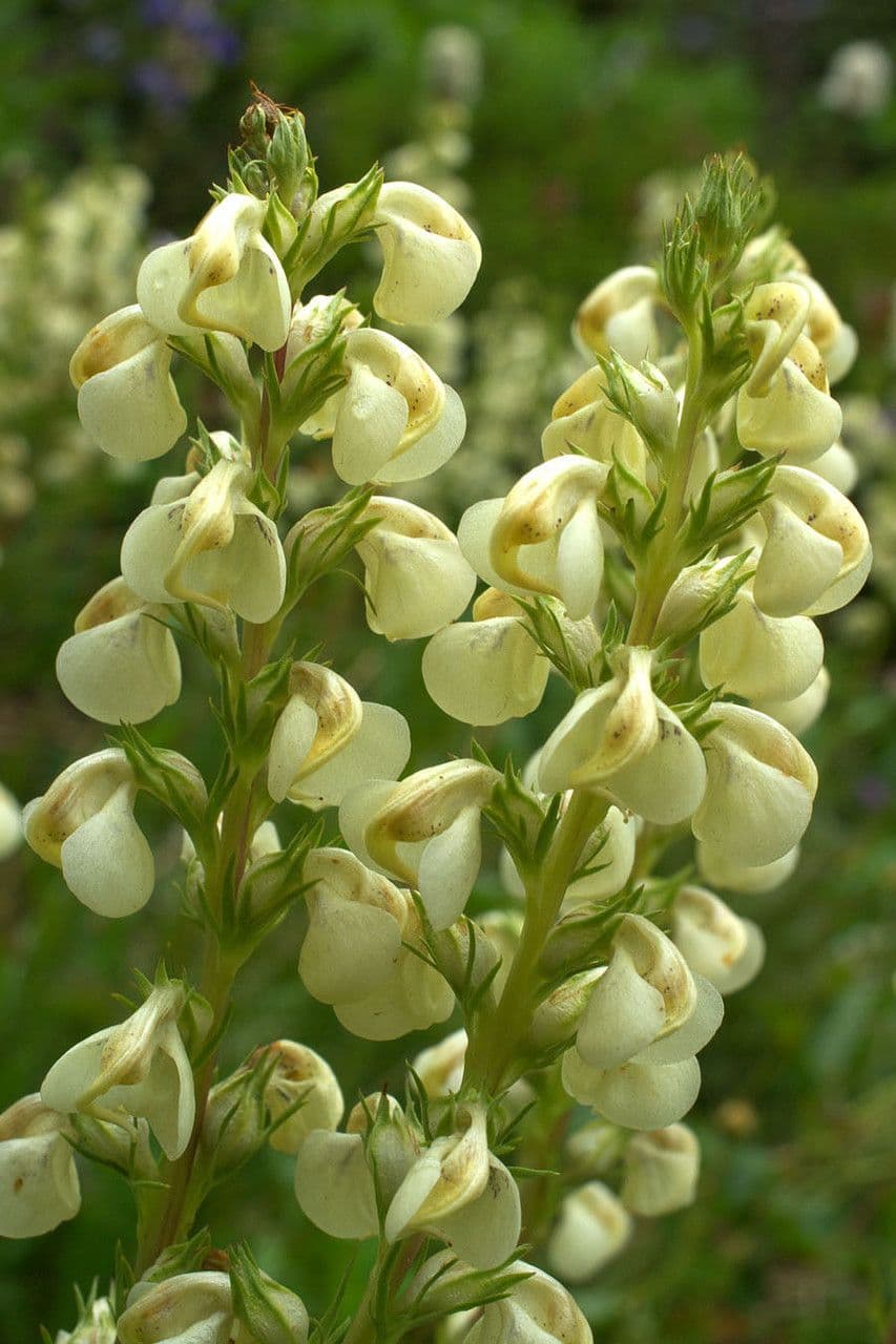 Pedicularia