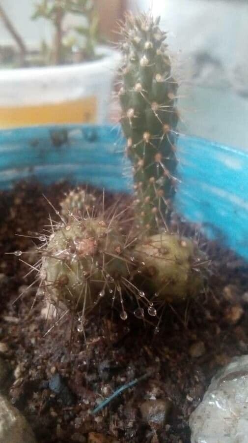 Feuer-Cholla 10