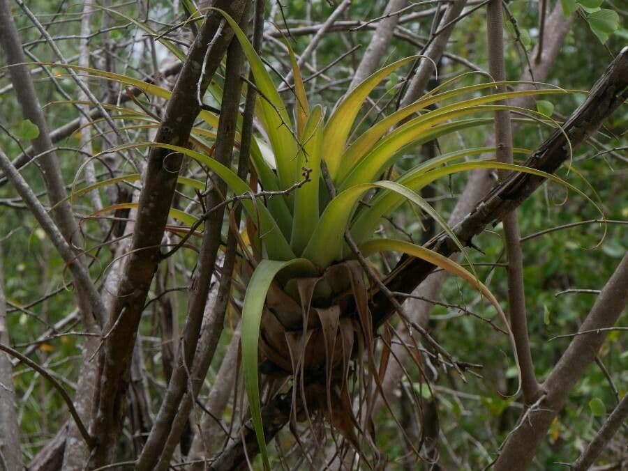 Tillandsia utricolata 17