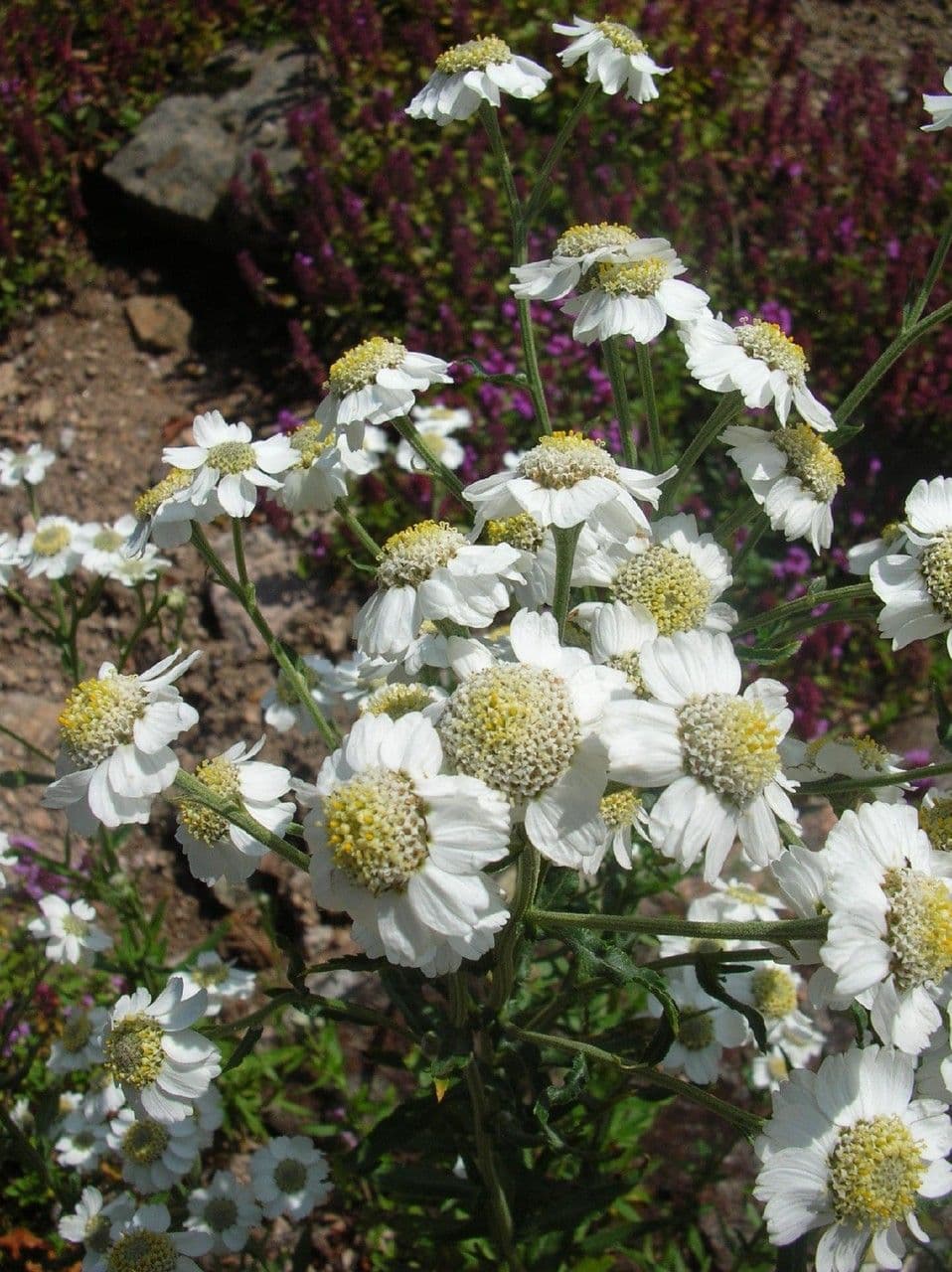 Achillea clavennae 8