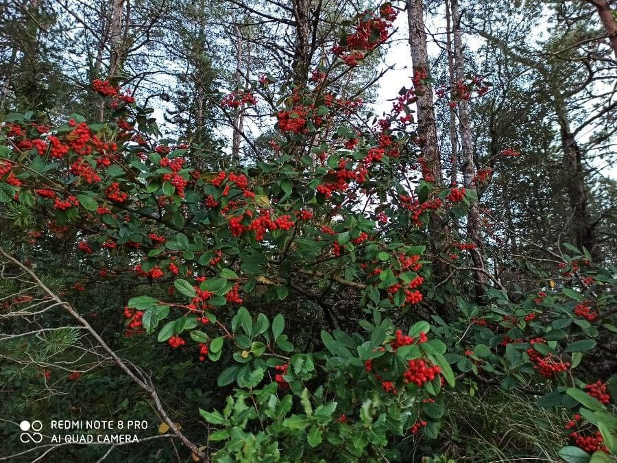 Buvik vrbolistý 27