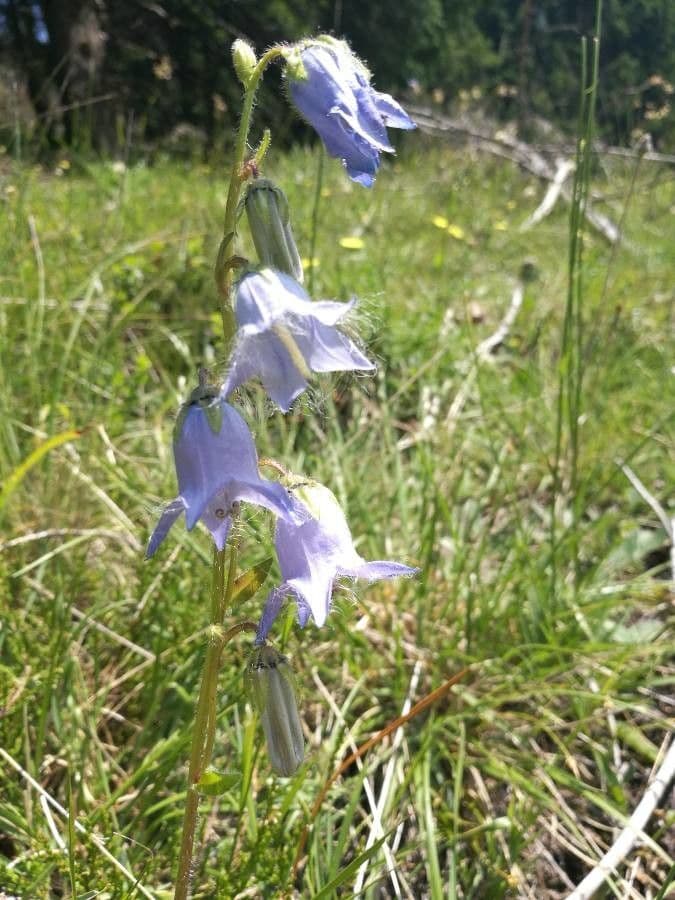 Campanula barbata 6